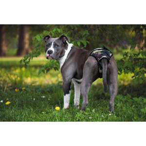Vsepropejska Fixed maskáčové hárací kalhotky pro psa Obvod slabin (cm): 35 - 41